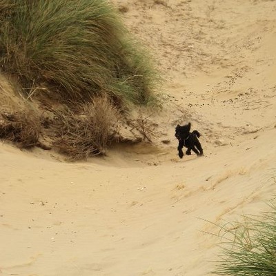 Dogs cannot wait to run across the sand dunes to get to the beach in Camber Sands, East Sussex