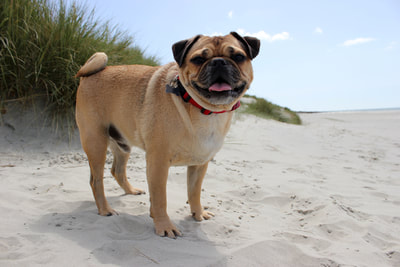 dog enjoying the dunes at Camber Sands beach, near Rye, East Sussex